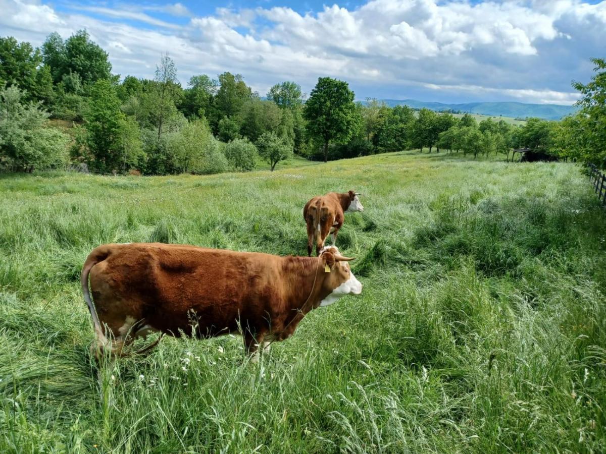 Pensiunea Agroturistica Casa Jucan Poieni Exteriér fotografie